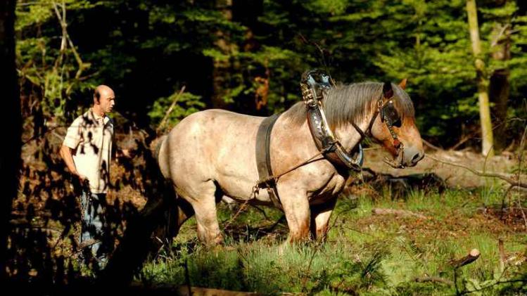 LIBRAMONT-AGRICULTURE FAIR-HORSE