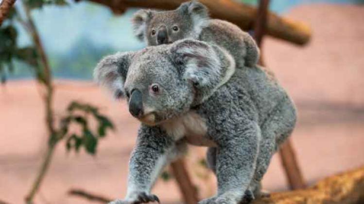 koalas drones