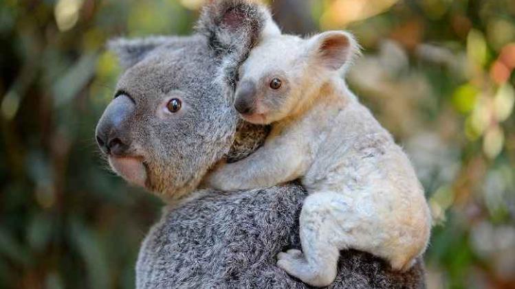 AUSTRALIA-ANIMAL-KOALA