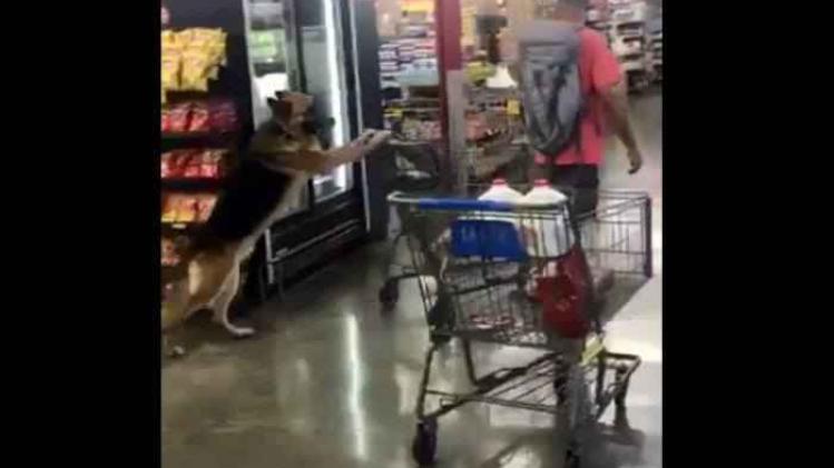 chien supermarché