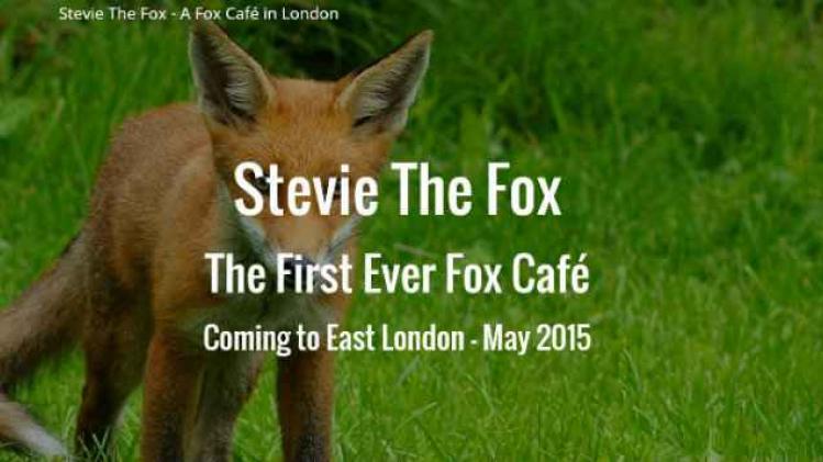 stevie the fox