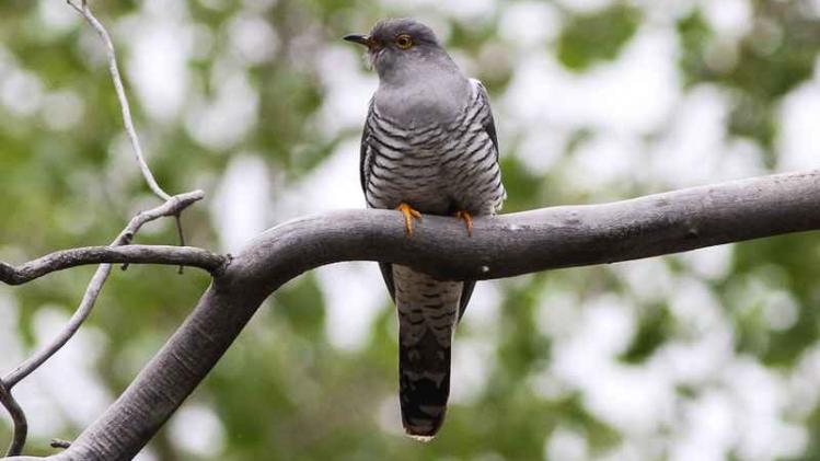 Common_Cuckoo_(Cuculus_canorus)_(8079424957)