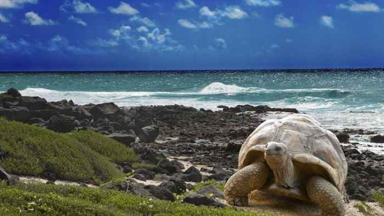 Large turtle  at the sea edge on background of a tropical landscape