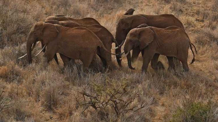 KENYA-CONSERVATION-ELEPHANTS-COLLARING