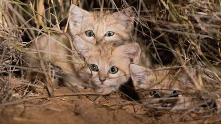 Gregory sand cats 1-Blog