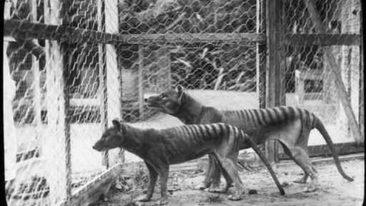 La disparition du mystérieux tigre de Tasmanie due à la sécheresse