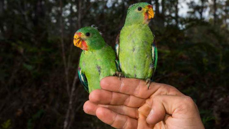 AUSTRALIA-BIRD-PARROT-CONSERVATION