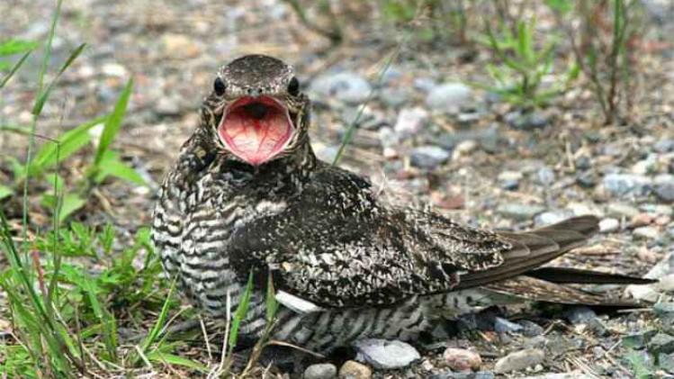 Engouleventd'AmeriqueDHoux