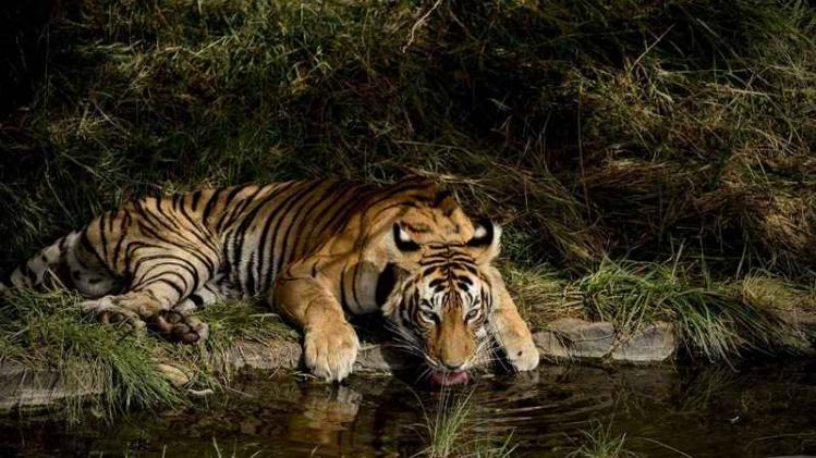 Wild Bengal tiger (Panthera tigris tigris) drinking water in Ranthambore, India