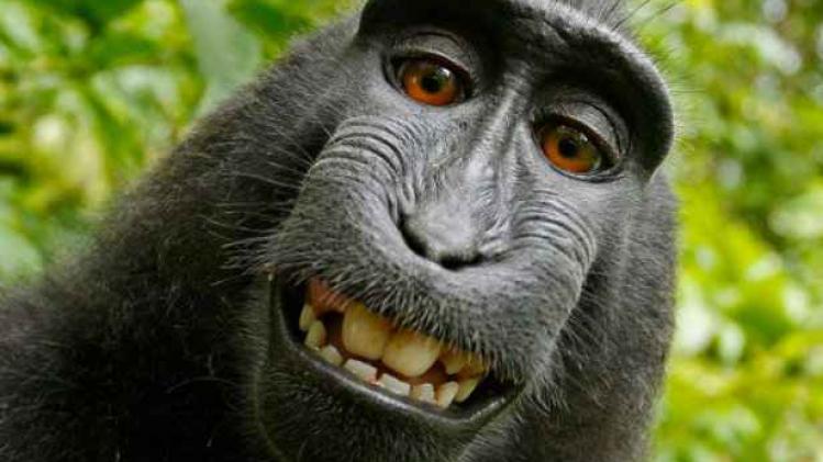 naturo-monkey-selfie