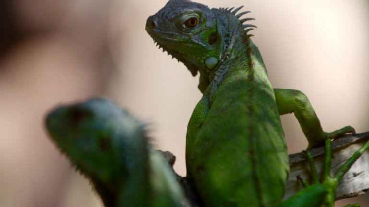 BELGAIMAGE-115497990