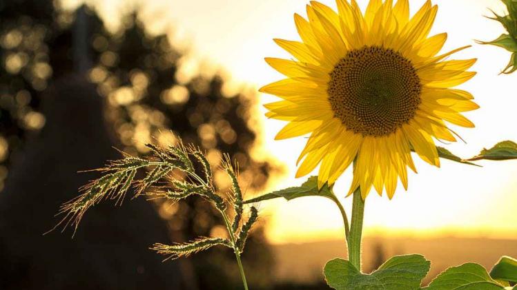 sunflower-sun-summer-yellow.jpg