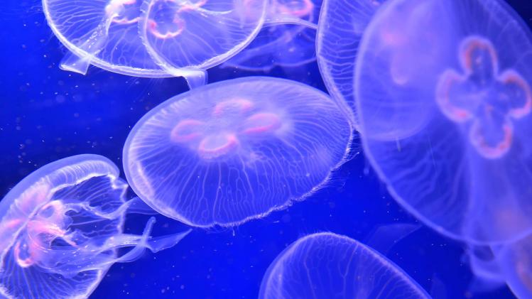 FRANCE-NATURE-SEA-ANIMALS-FEATURE