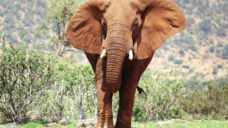Sasaab Elephant approaching