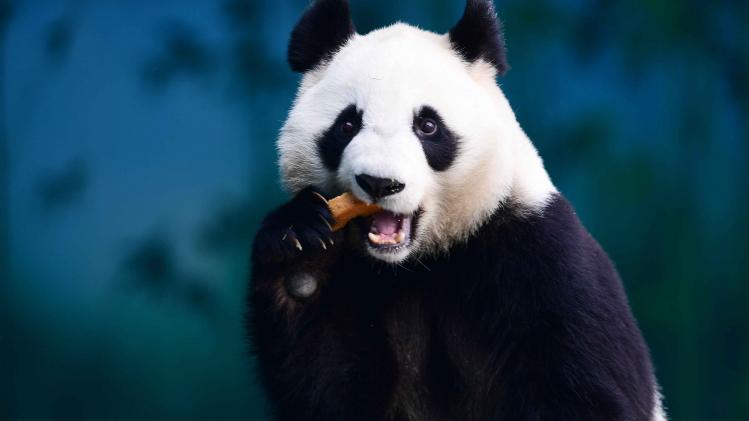 CHINA-ANIMAL-PANDA