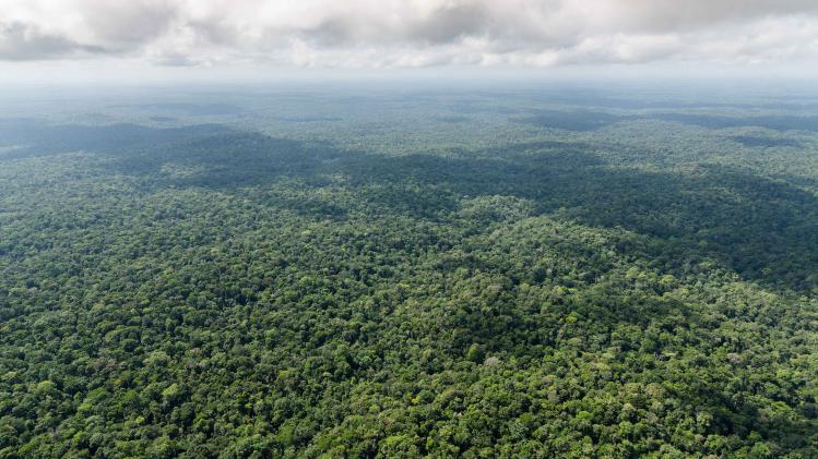 GUYANA-AMAZONIAN-FOREST