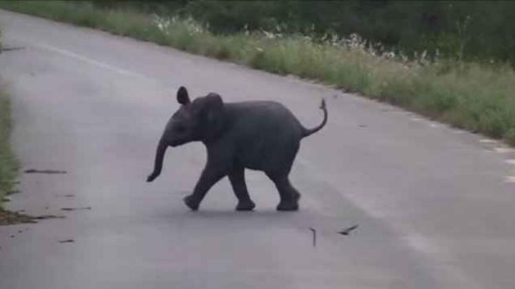VIDEO. Des oiseaux agacent un bébé éléphant en lui tournant autour