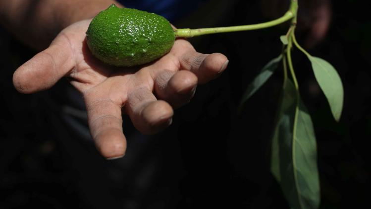 CHILE-WATER-AGRICULTURE-CONFLICT-SCARCITY-AVOCADO