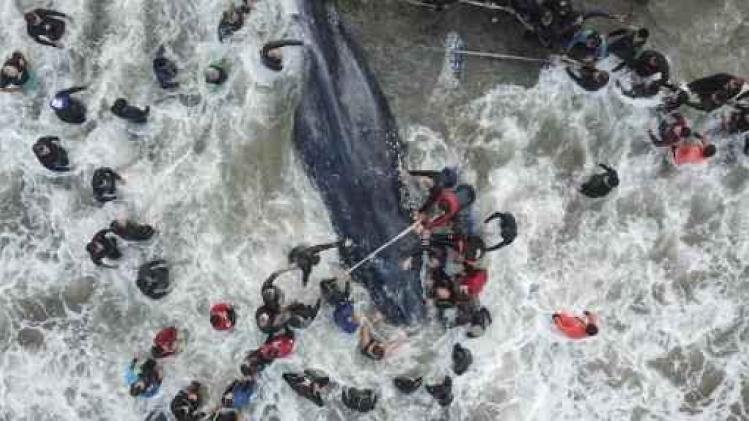 Une baleine échouée meurt sur une plage argentine malgré les efforts de la population