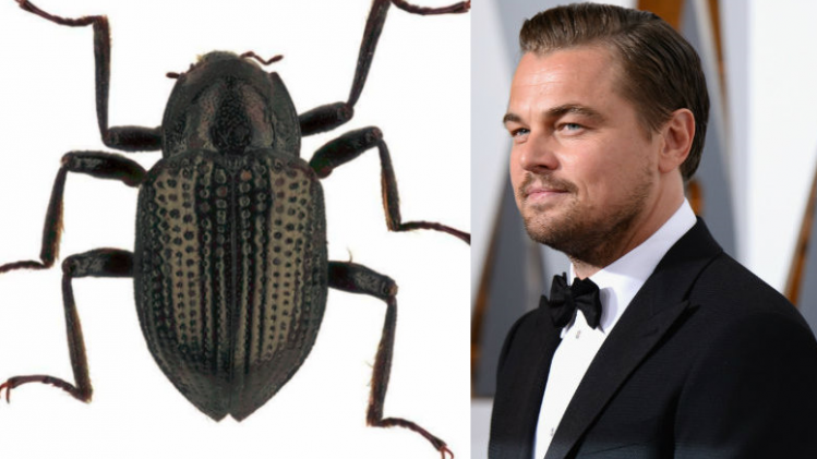 leo dicaprio