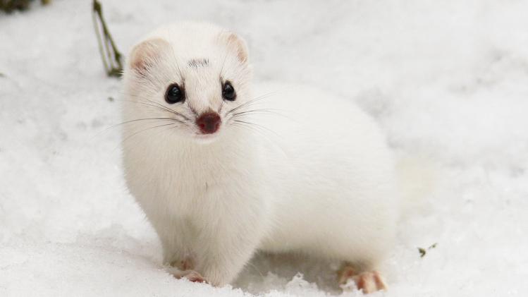 POLAND-CLIMATE-WARMING-ENVIRONMENT-SPECIES-WEASEL