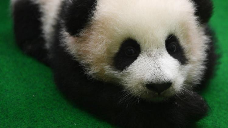 VIDEO. Le zoo de Kuala Lumpur présente un deuxième bébé panda au public