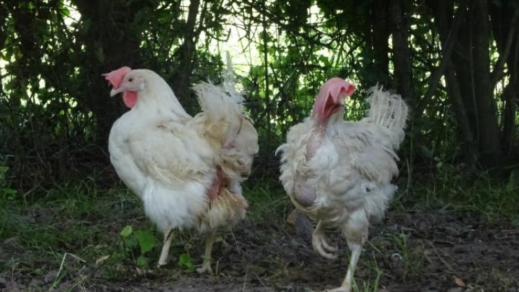 poules sauvées de batterie