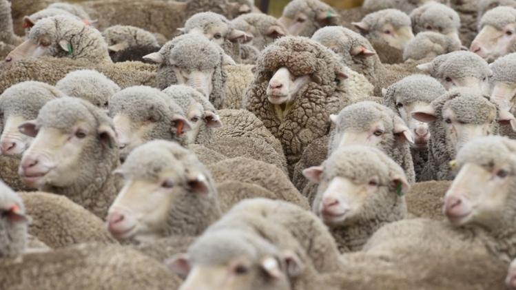 NZEALAND-AGRICULTURE-SHEEP