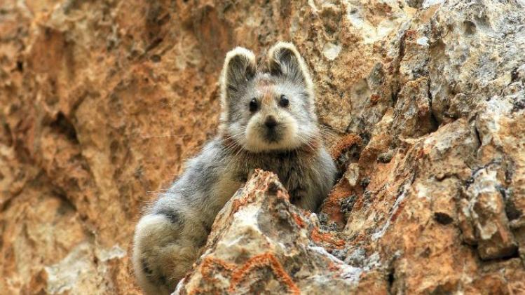 Ili Pika