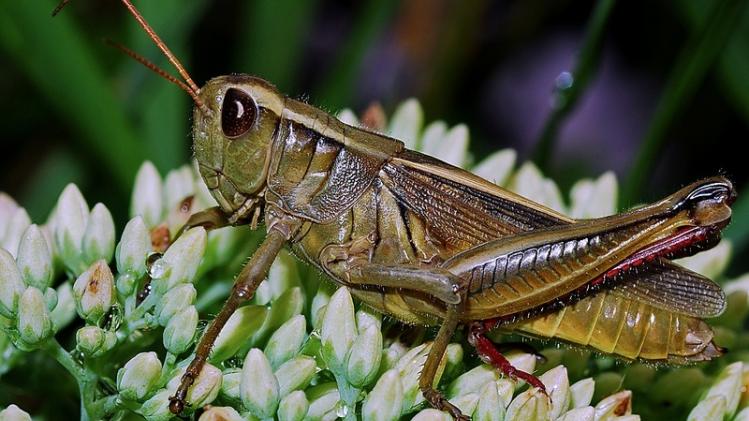 grasshopper-564592