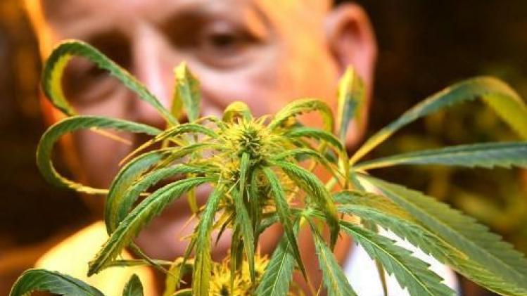 Les titres des producteurs de cannabis planent après la légalisation au Canada