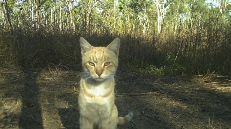 AUSTRALIA-ANIMAL-CATS-REPTILES-ENVIRONMENT-CONSERVATION
