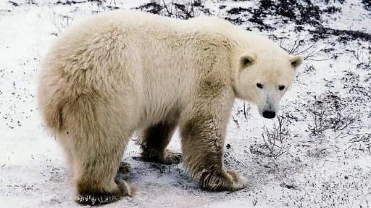 Un homme tué par un ours blanc en protégeant ses enfants au Canada