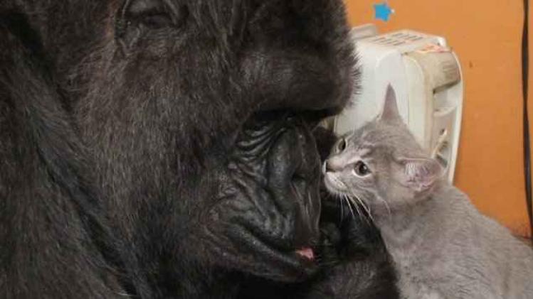 2D705F2400000578-3273726-Now_a_family_According_to_information_provided_alongside_the_vid-a-19_1444907810552