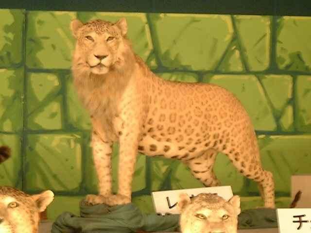 Leopon05.jpg