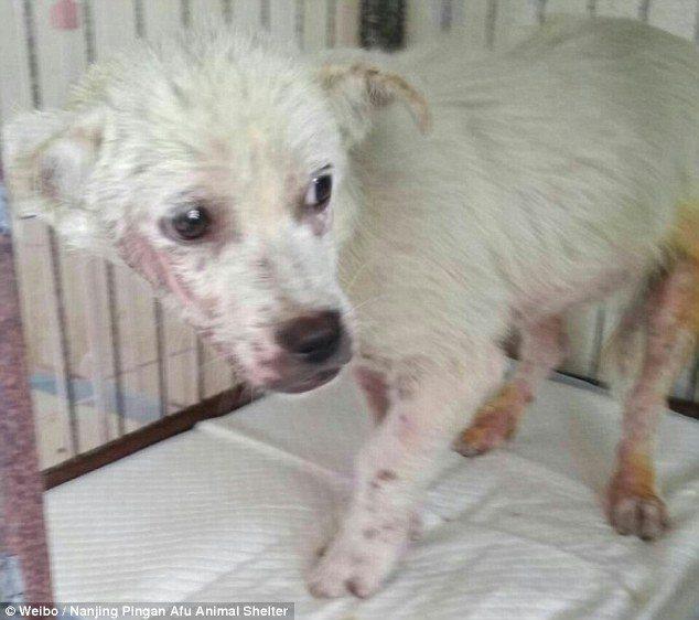 4EE0D53E00000578-6031385-_Other_than_suffering_from_serious_skin_disease_the_dog_did_not_-a-76_1533566754533.jpg
