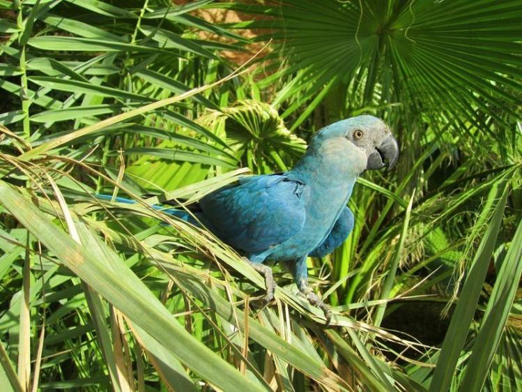 spixs_macaw_cyanopsitta_spixii_c_al_wabra_wildlife_preservation.jpg