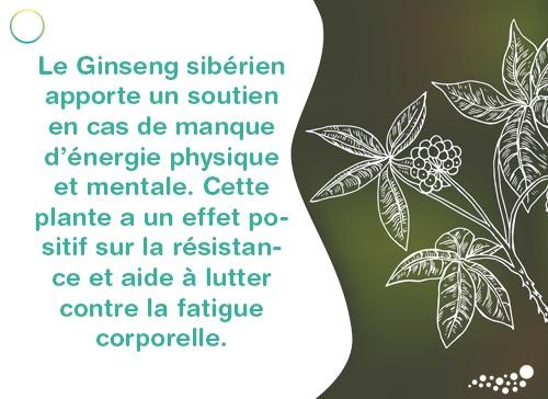 Artikel_3_FR_Ginseng.jpg
