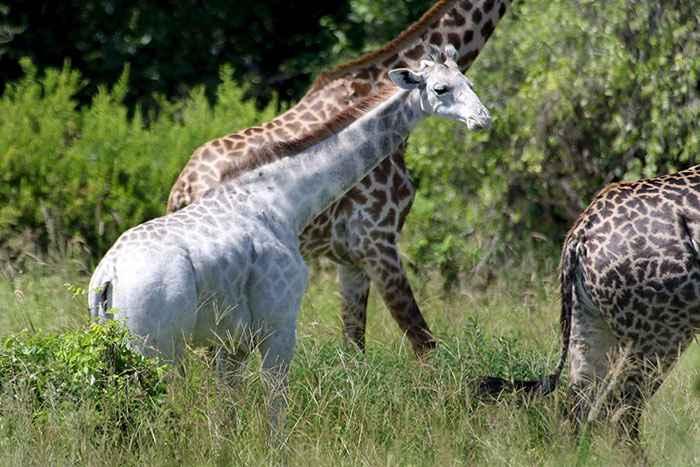 white-giraffe-leucism-albino-rare-animals-omo-tanzania-11.jpg