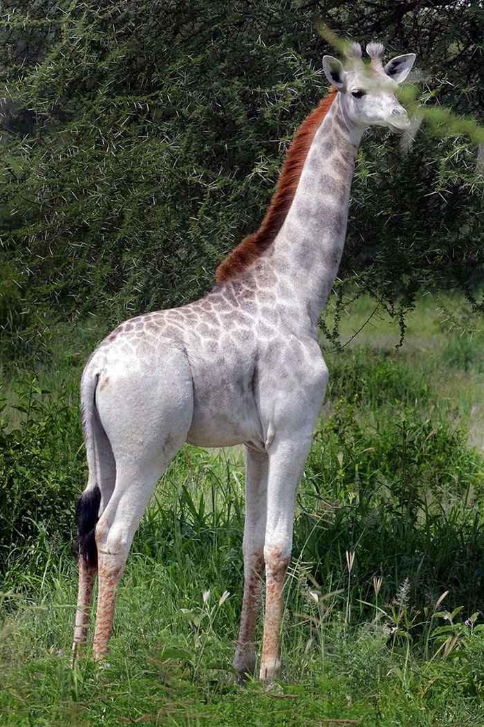 white-giraffe-leucism-albino-rare-animals-omo-tanzania-7.jpg