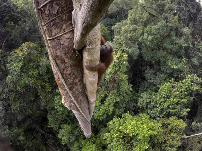 ®-Tim-Laman-Tough-Times-for-Orangutans-02.jpg