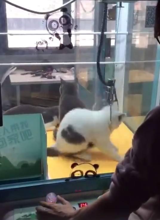 Un chat dans une machine à pince