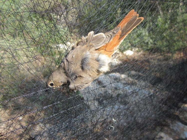 Redstart-trapped-trapped-in-mist-nets-BirdLife-Cyprus.jpg