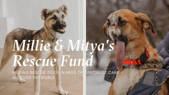 Millie-Mityas-Rescue-Fund-2.png
