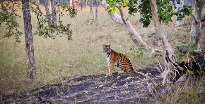 Wild-Tiger-in-Kahna-India.jpg