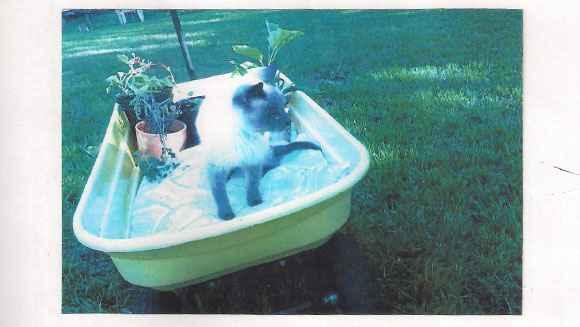 Oldest-cat-Scooter-in-the-garden_tcm25-428120.jpg