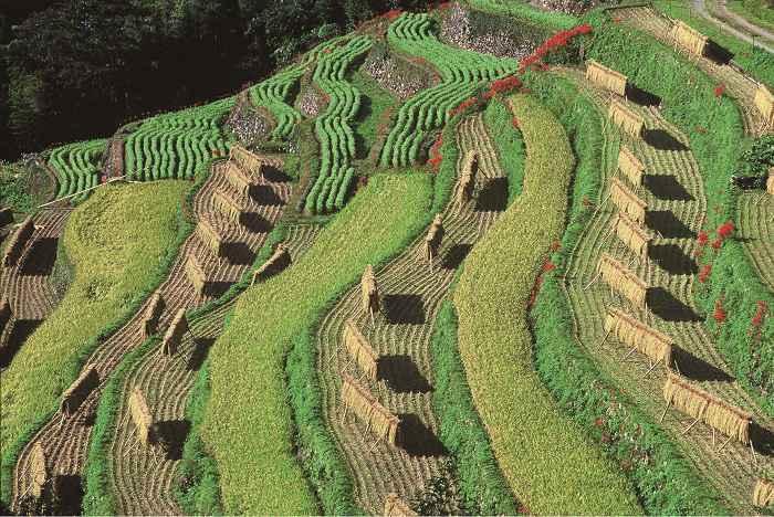 Japon-Yameshi-hoshino-terraced-rice-field-in-Autum_web.jpg