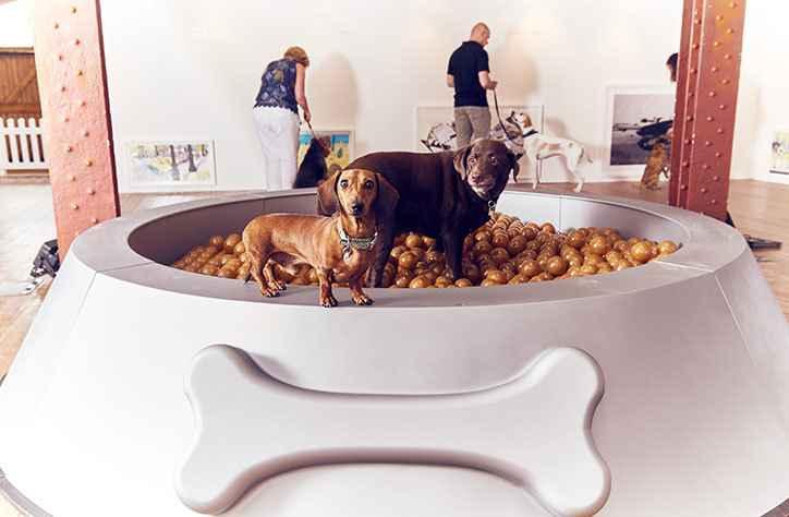 Dominic-Wilcox-art-for-dogs-exhibition2.jpg