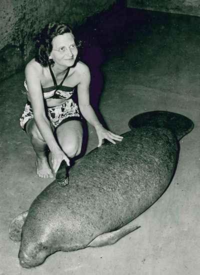 Oldest-manatee-getting-cleaned-up-1959_tcm25-447816.jpg