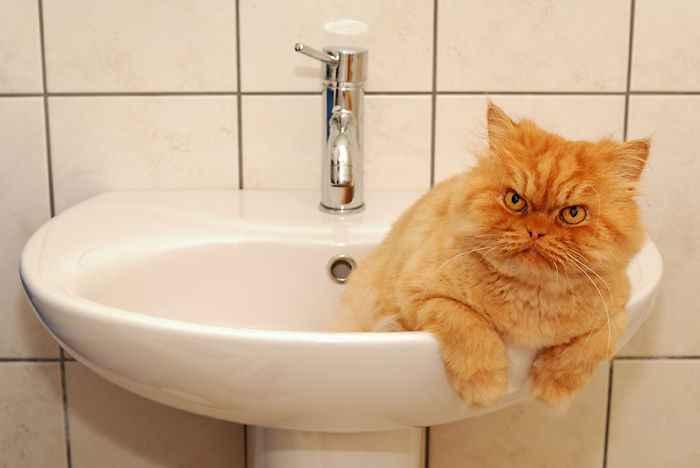 garfi-evil-grumpy-persian-cat-5__700.jpg
